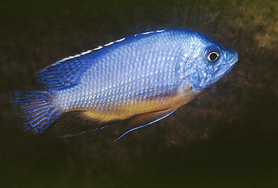 Protomelas taeniolatus 'Nakantenga Island'
